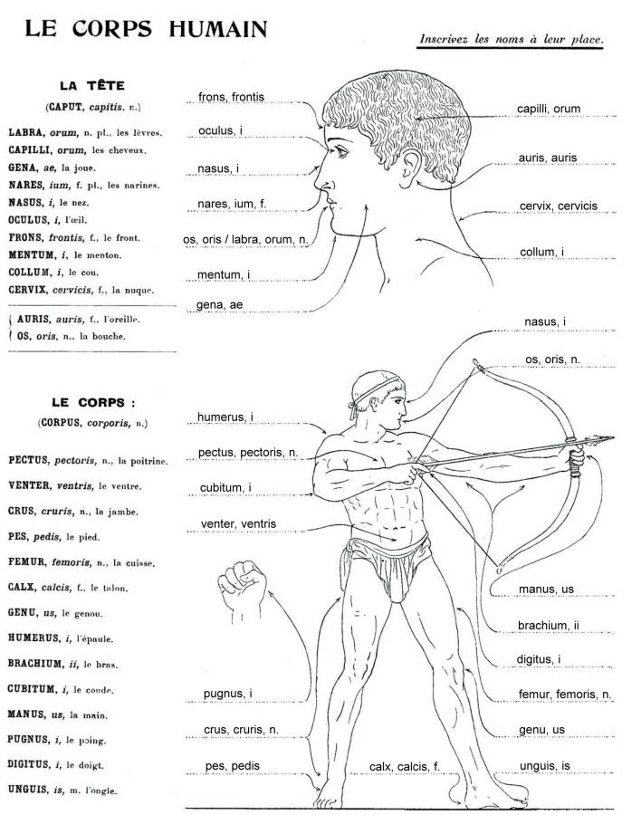 Schema - le corps humain - (complete).jpg